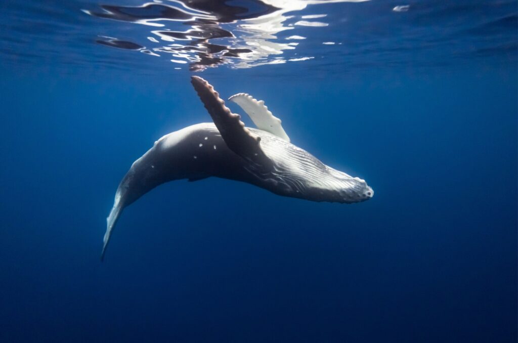 sperm whale