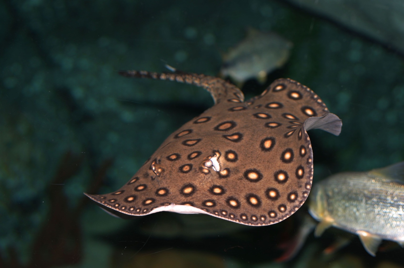 sting ray