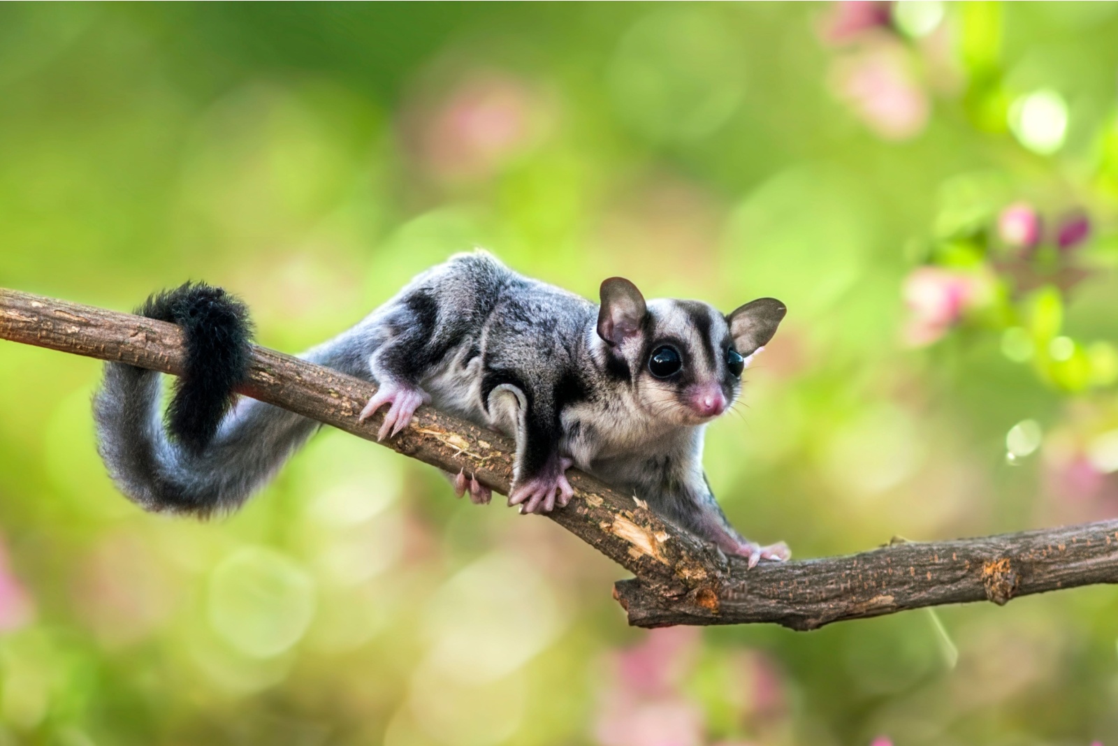 sugar glider