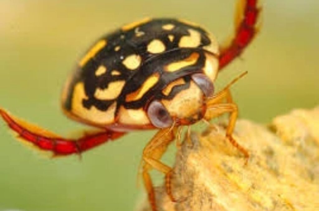 sunburst diving beetle