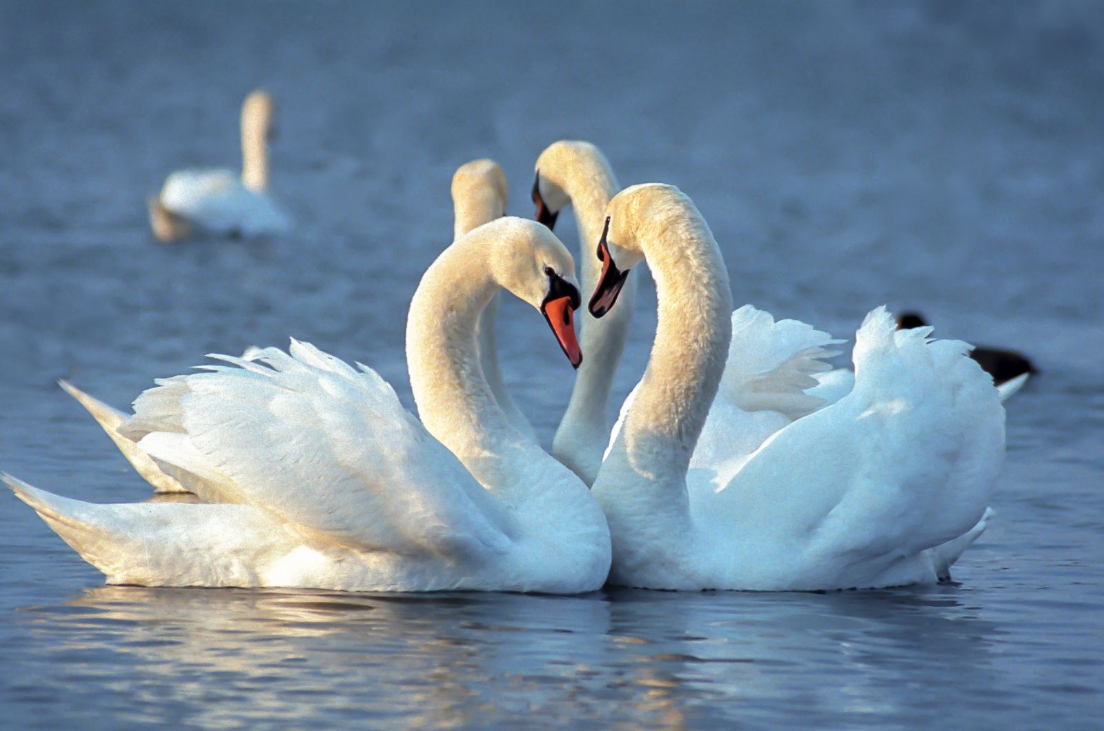 swans