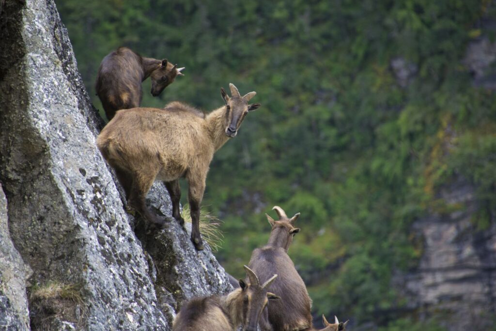 tahr