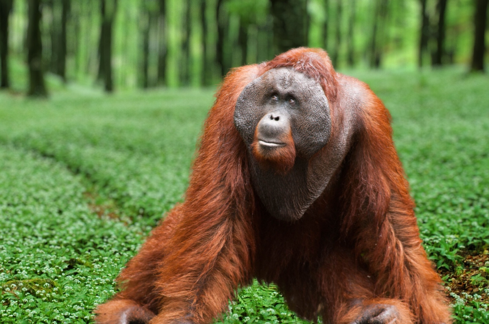 tapanuli orangutan