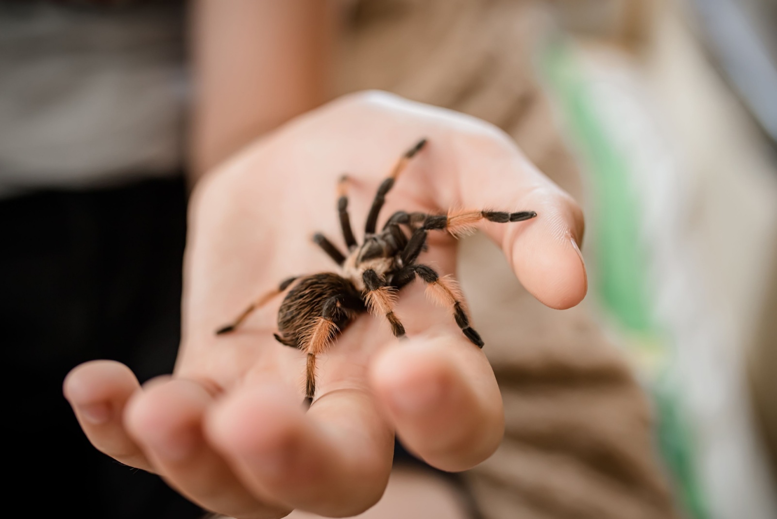 tarantula