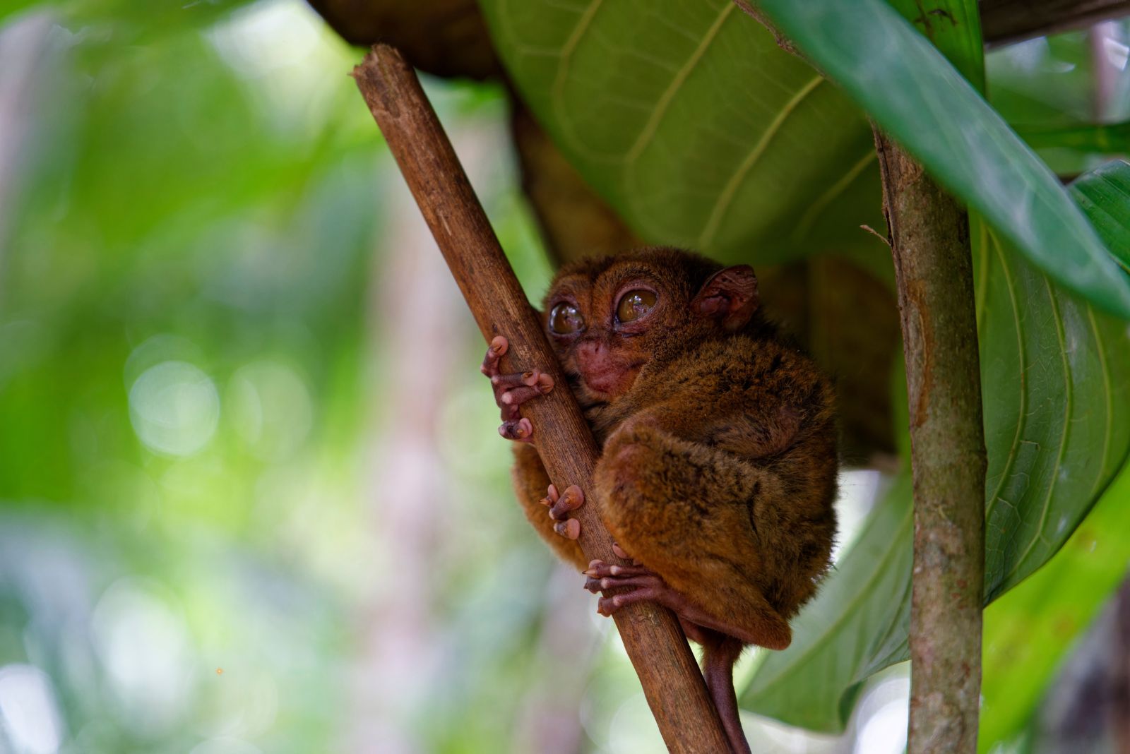 tarsier