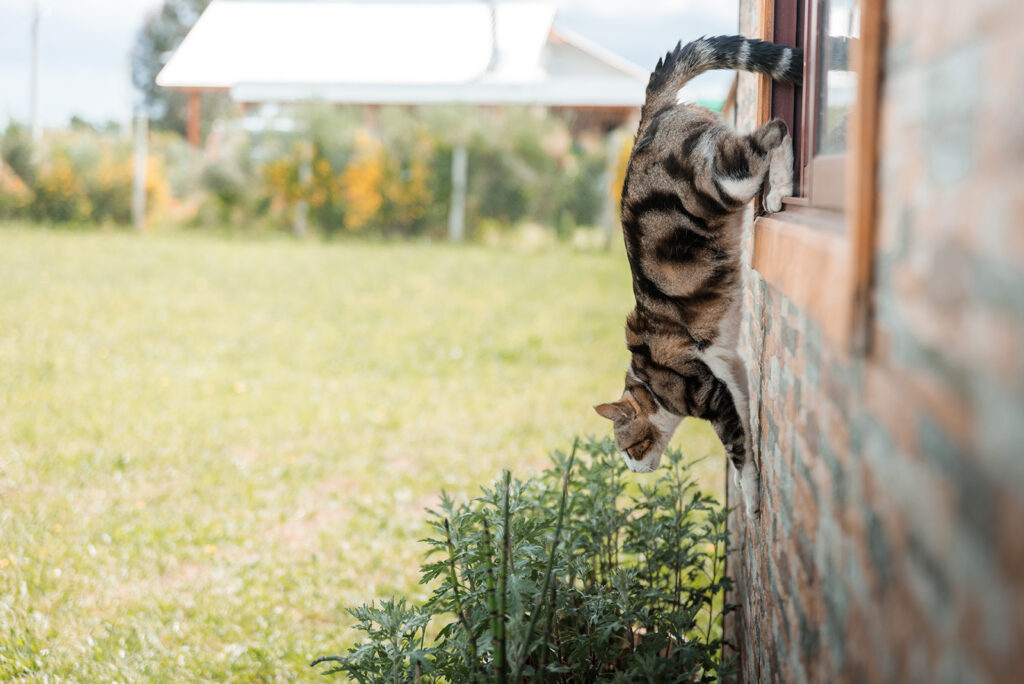 the cat jumps out of the window