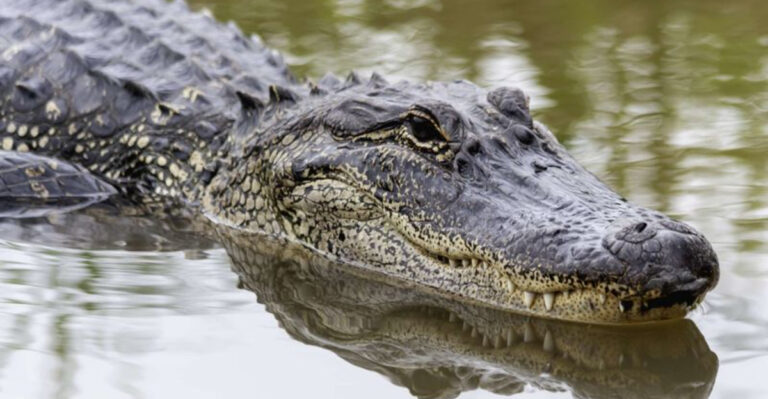 Discover The Largest Reptiles Ever Found In Each U.S. State