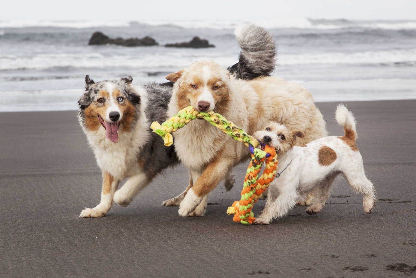 three dogs playing