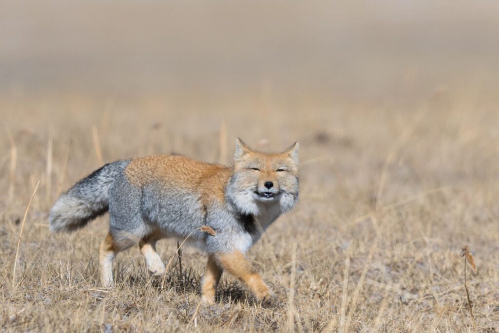 tibetan fox