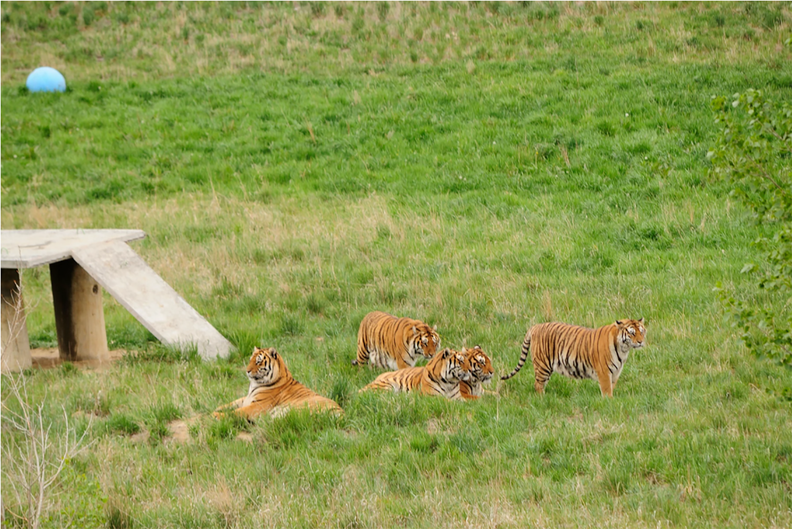 tigers on the green grass