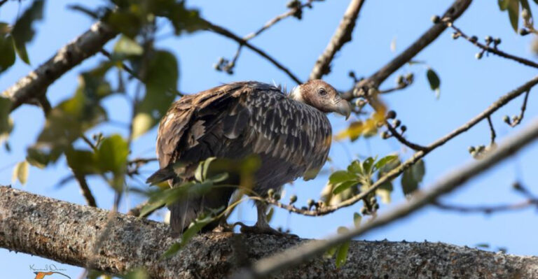 Top 30 Reasons Why Vultures Deserve Your Love And Respect