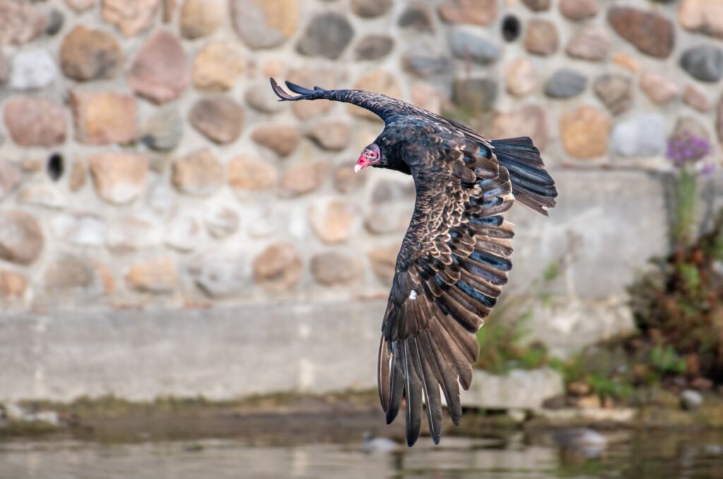 turkey vulture