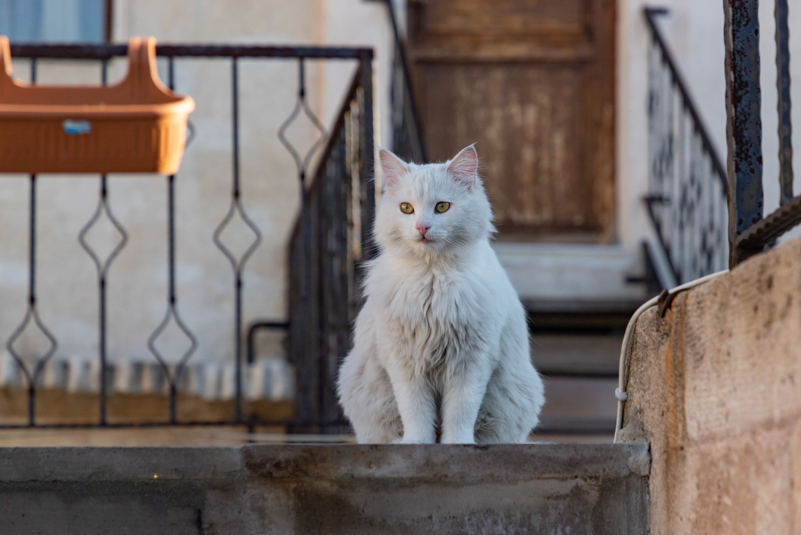 turkish angora