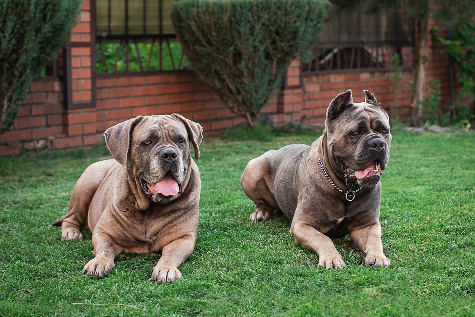 two cane corso dogs on the grass