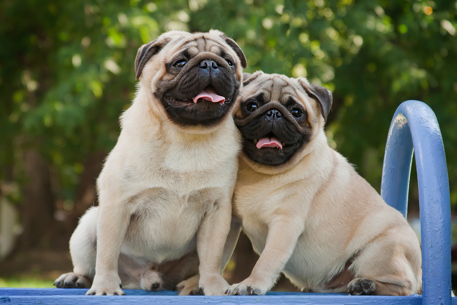 two pugs