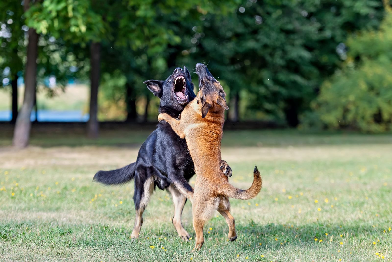 two angry dogs