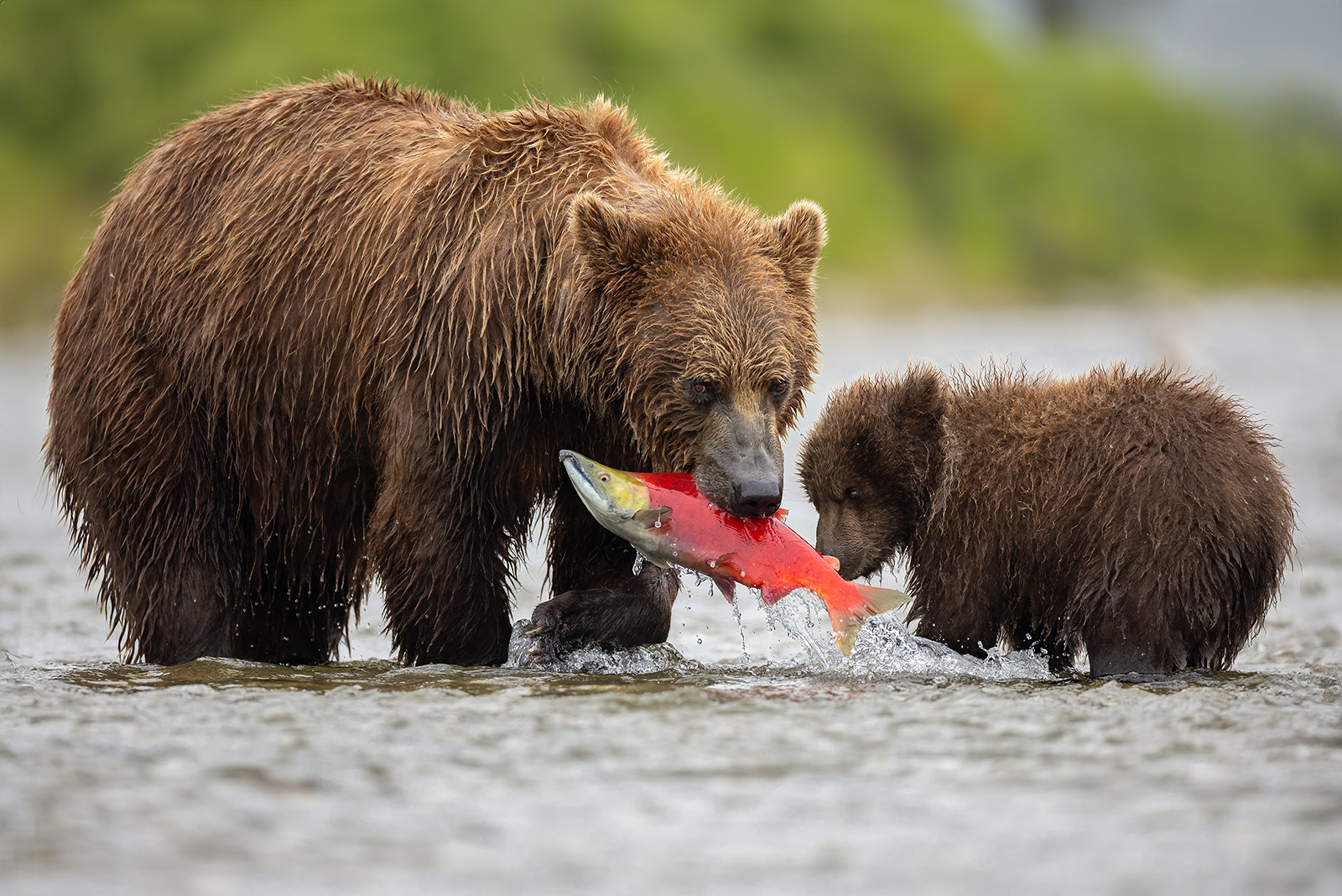 two bears in water with fish