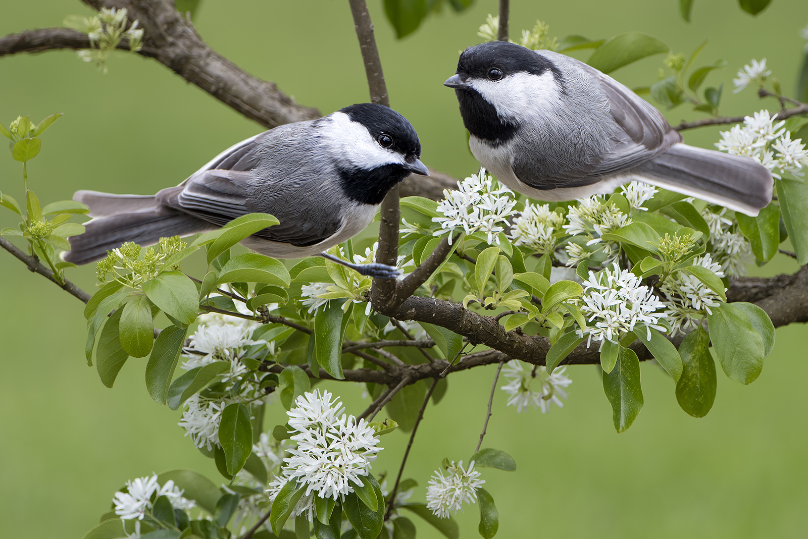 two chickadees