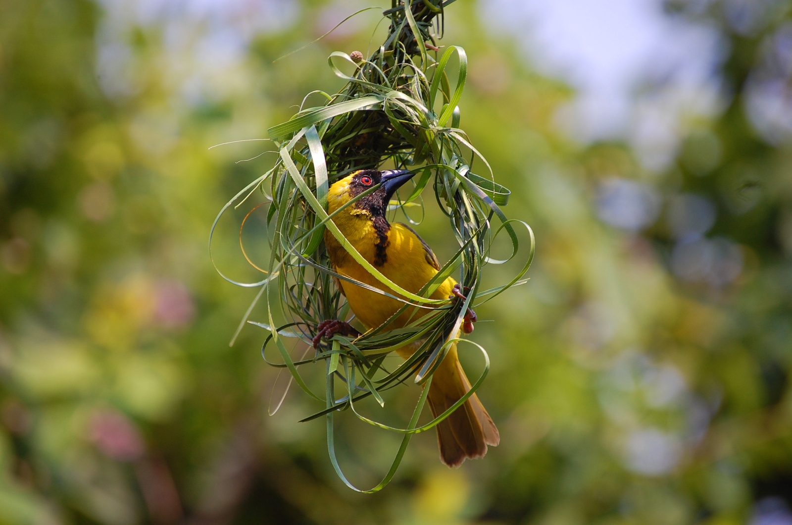 village weaver nest