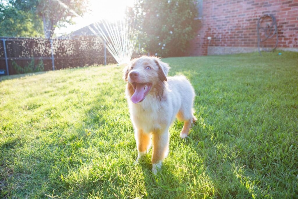 wet dog in yard