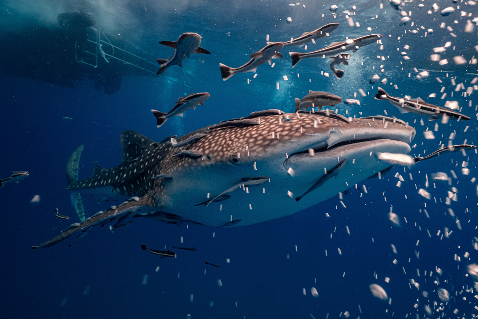 Whale Shark