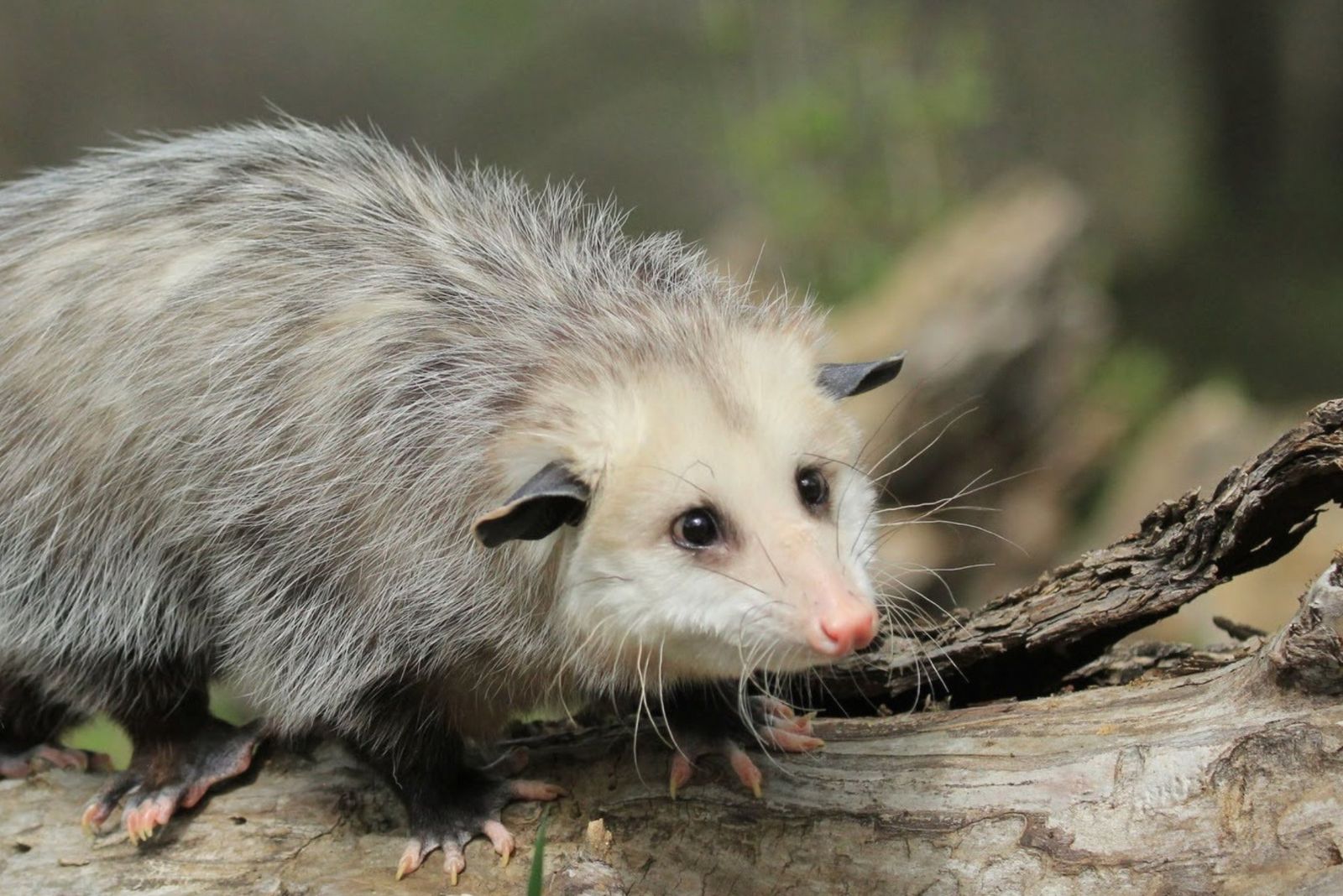 white opossum