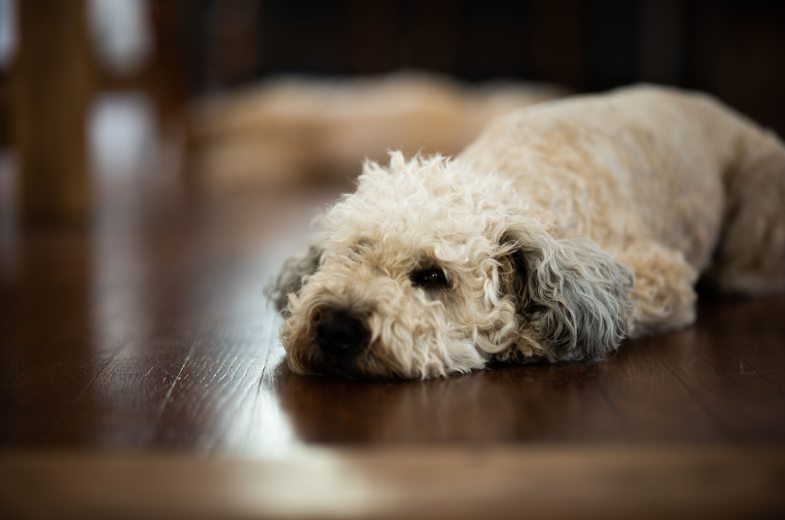 whoodle