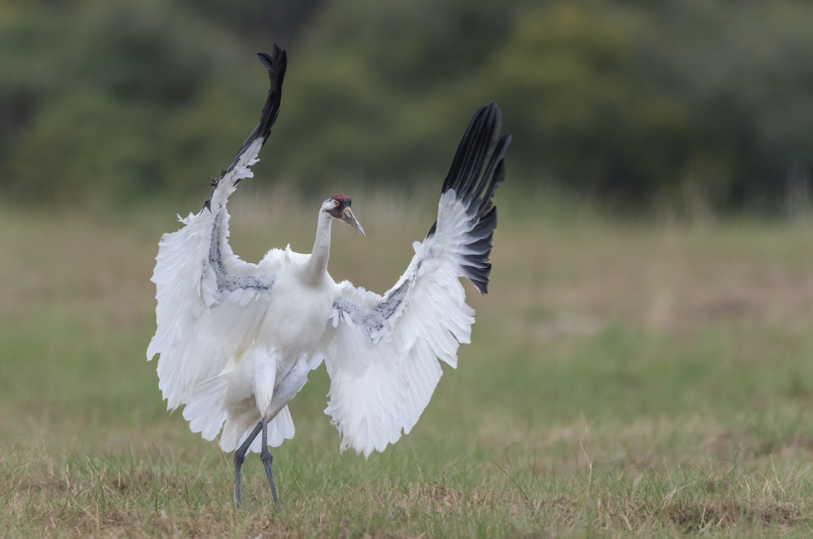 whooping crane dance