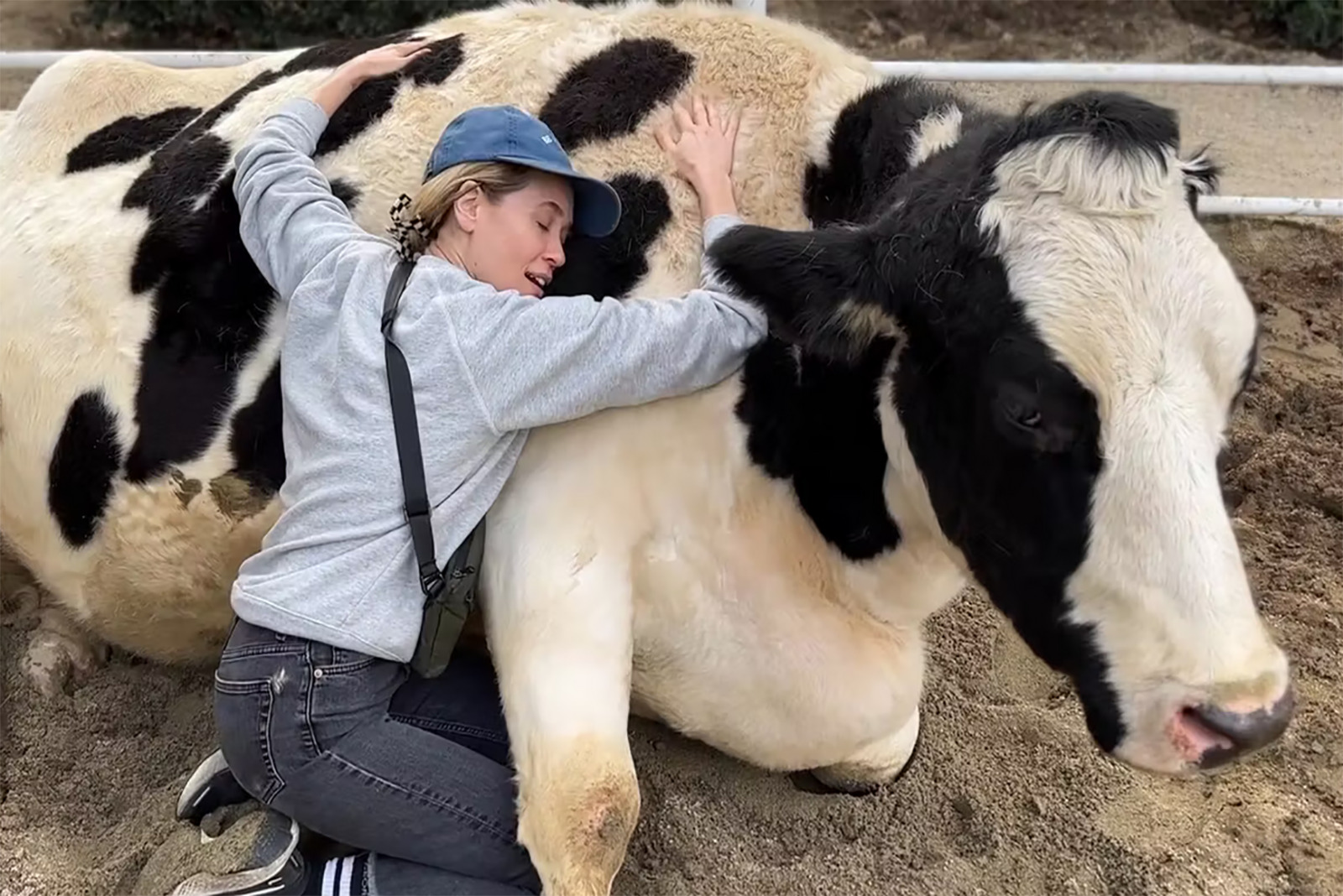 woman hugging cow