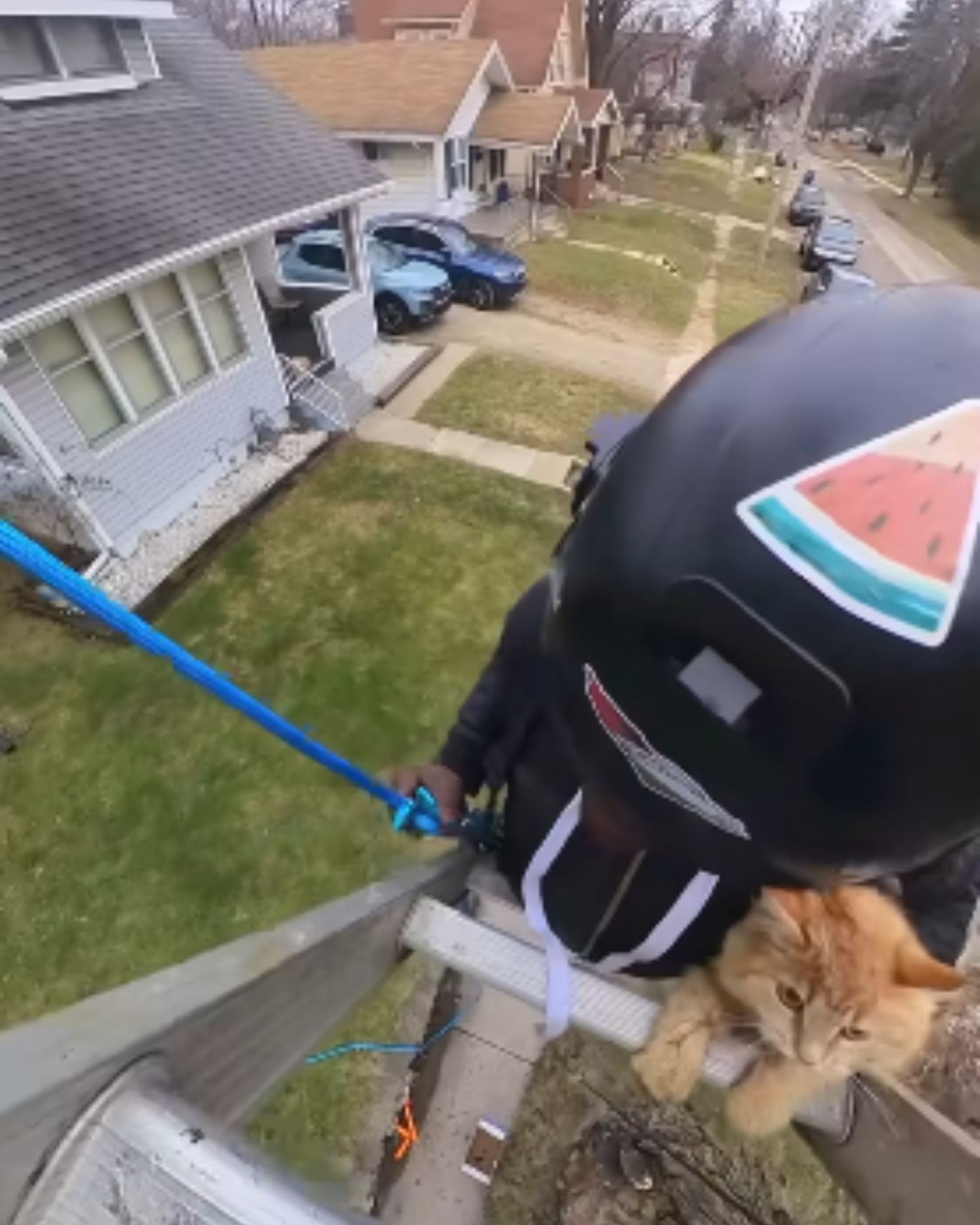 woman saving a ginger cat