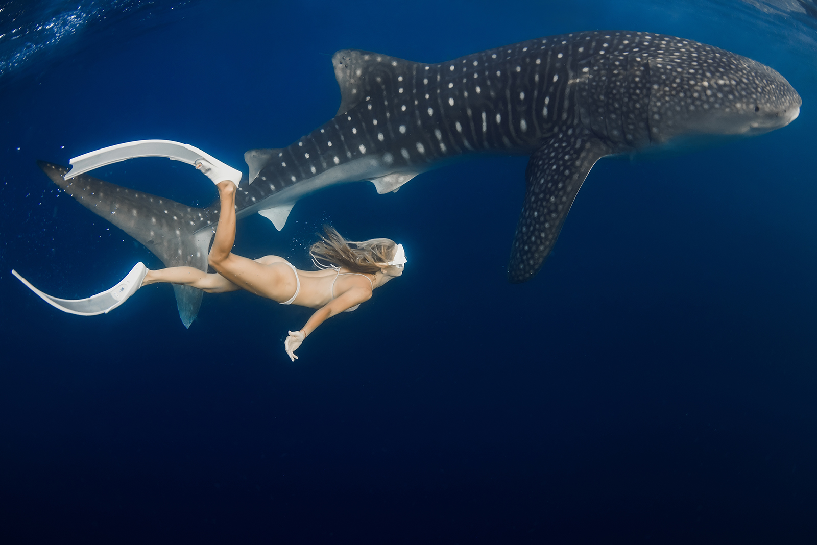 woman swimming with shark