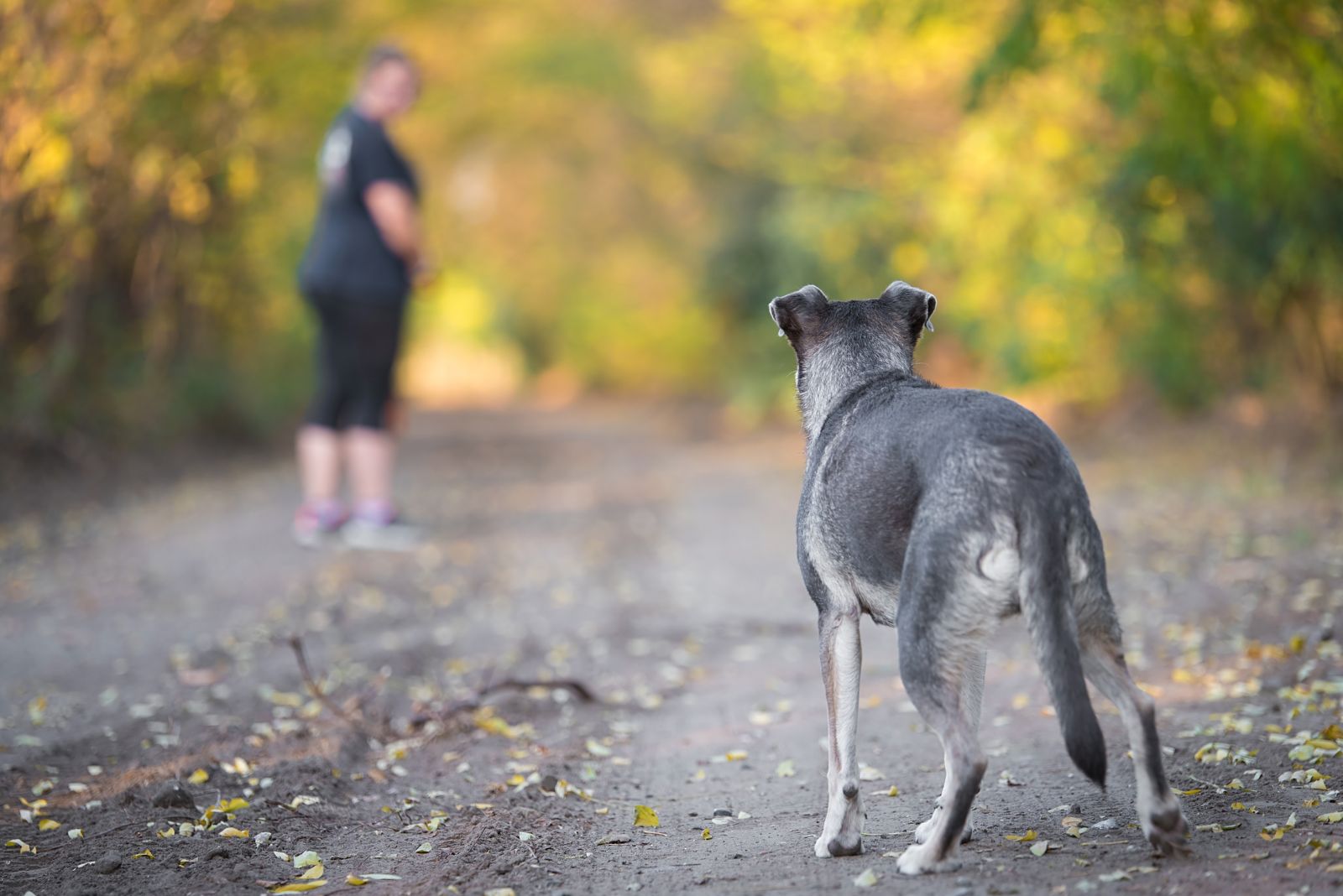 woman walking away from dog