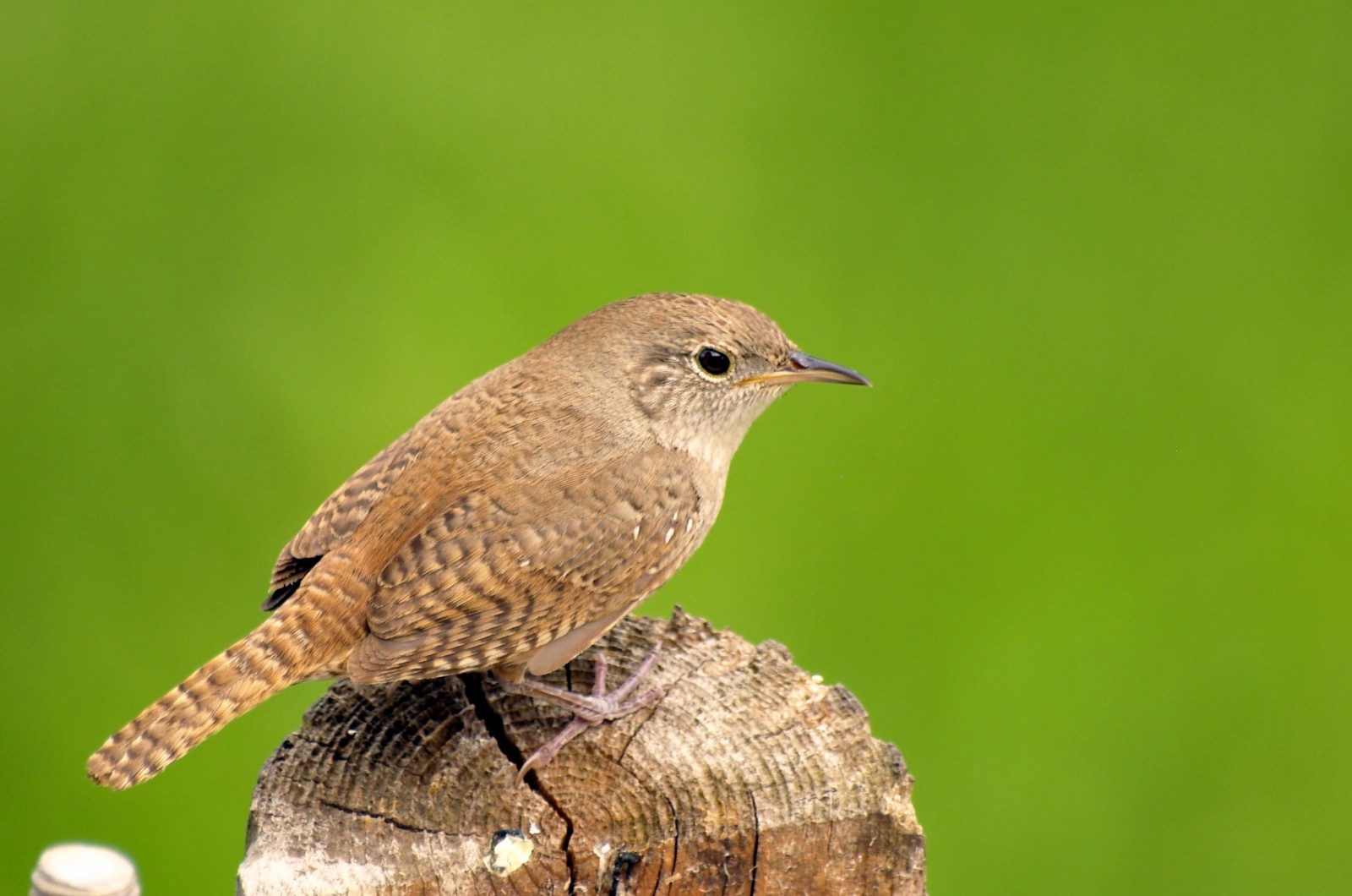 wren