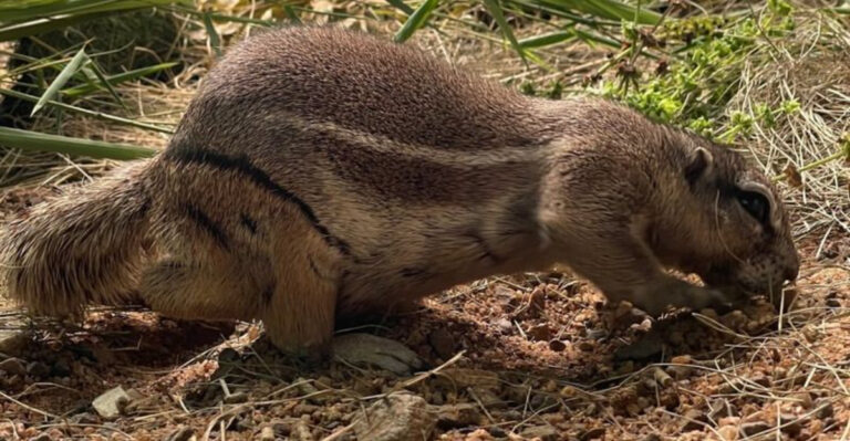 X Marks The Spot: 20 Unique Animals Starting With ‘X’
