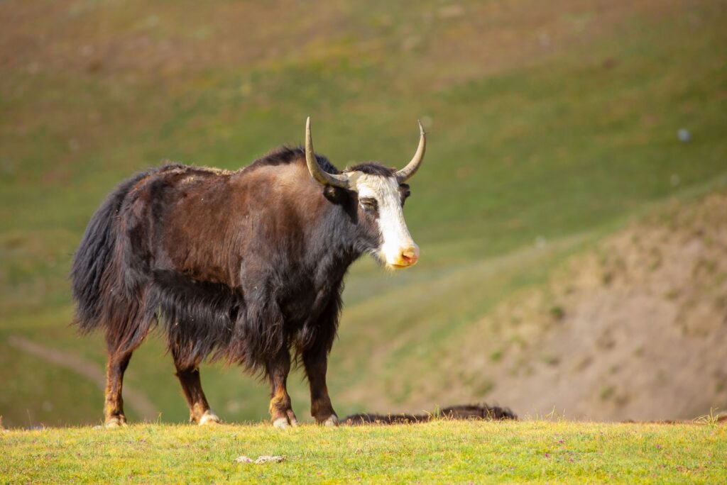 yak