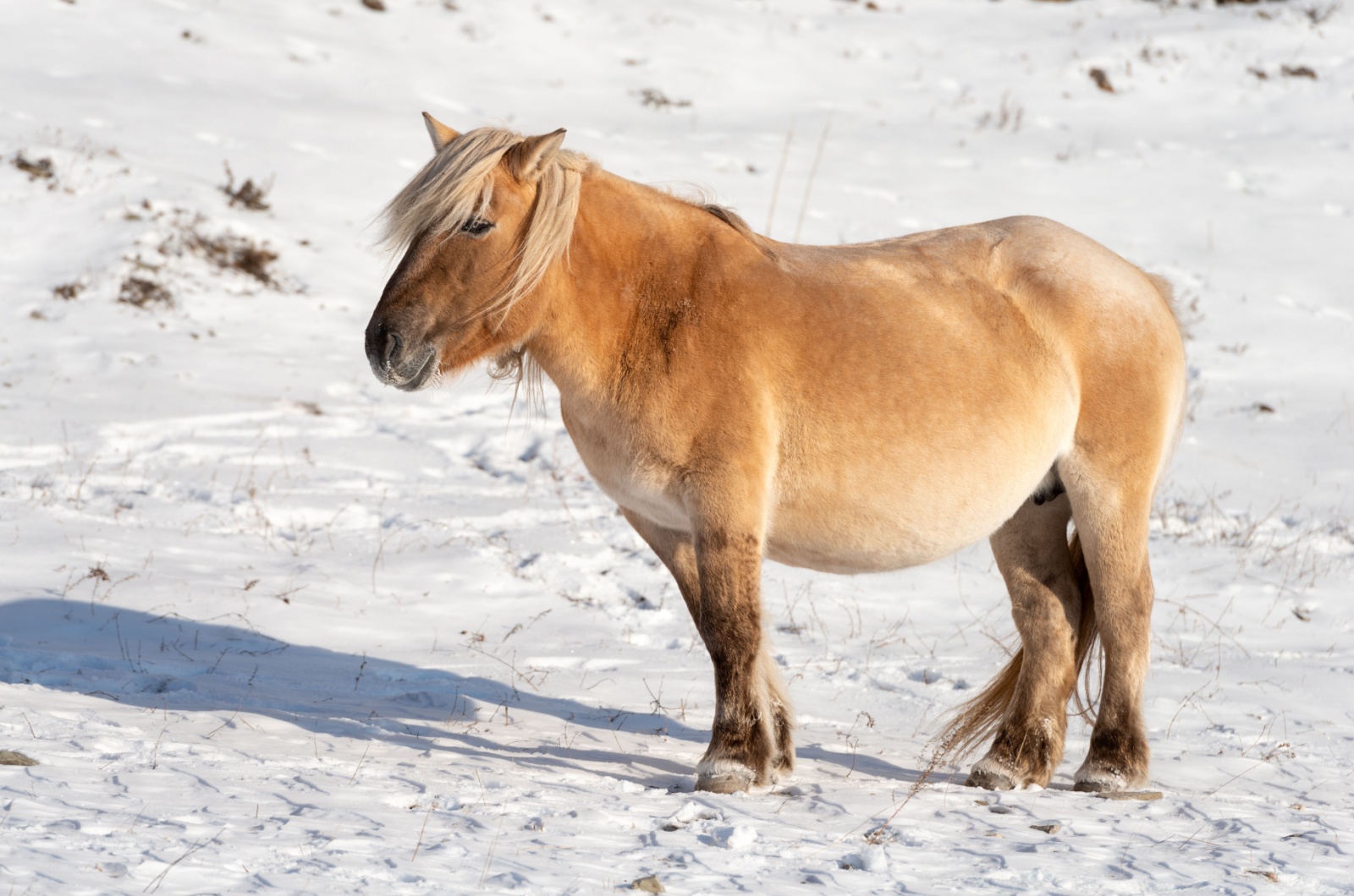 yakut pony