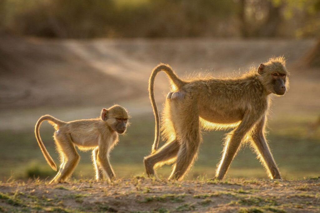 yellow baboon