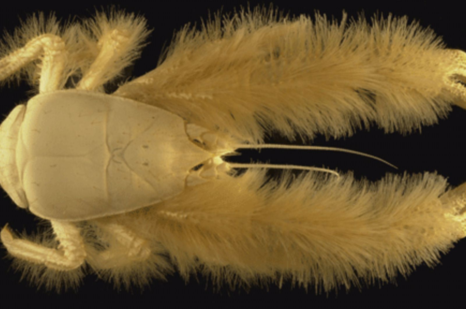 yeti crab