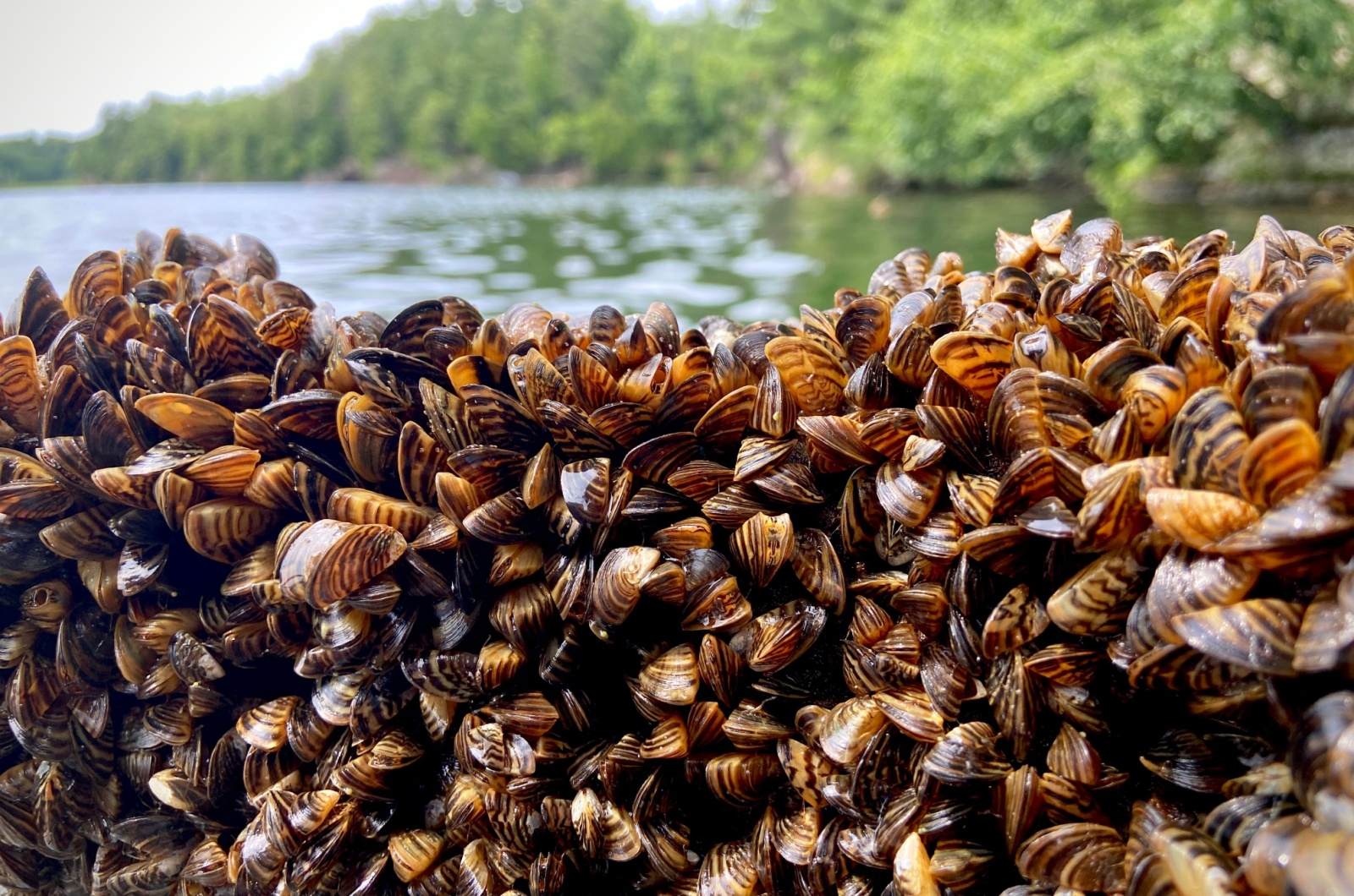 zebra mussels