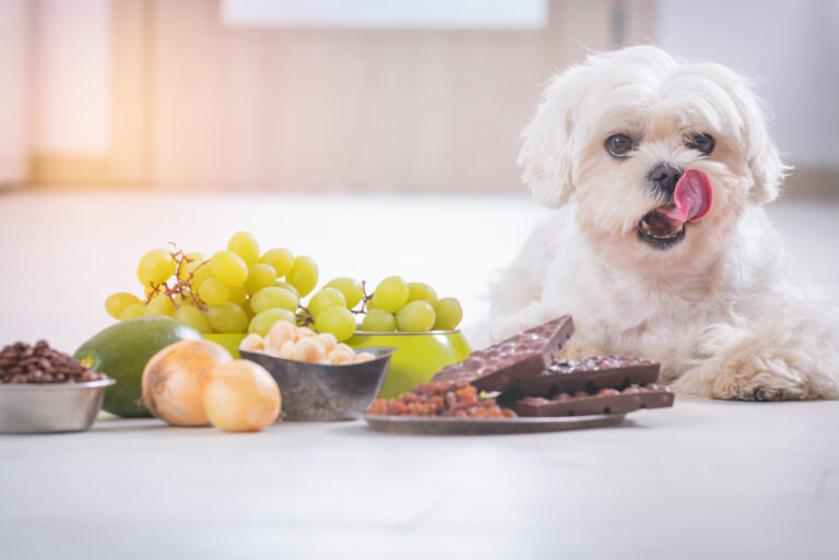 ​​9 Pet Nutritionist Approved Signs Your Dog Needs A New Diet