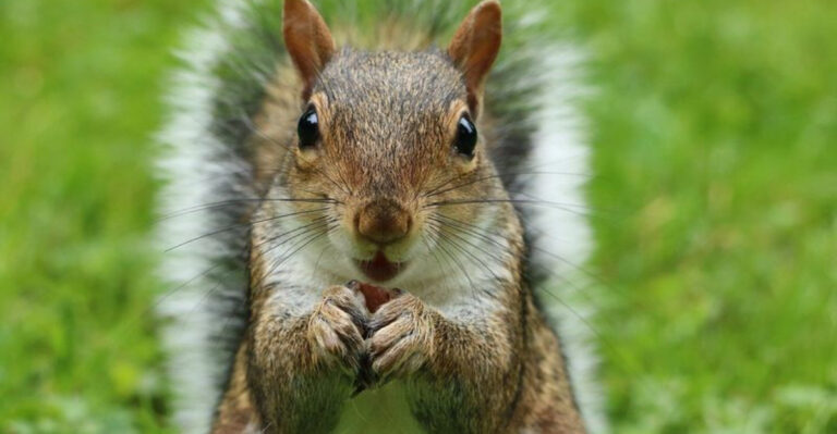 10 States That Allow Squirrels As Pets