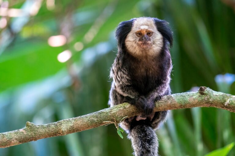 10 Amazing Human-Like Traits Marmosets Have That Will Surprise You