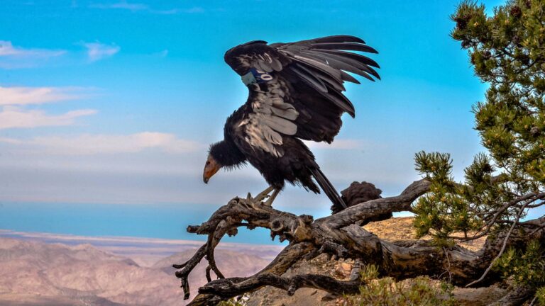 10 American Animals Facing Imminent Extinction