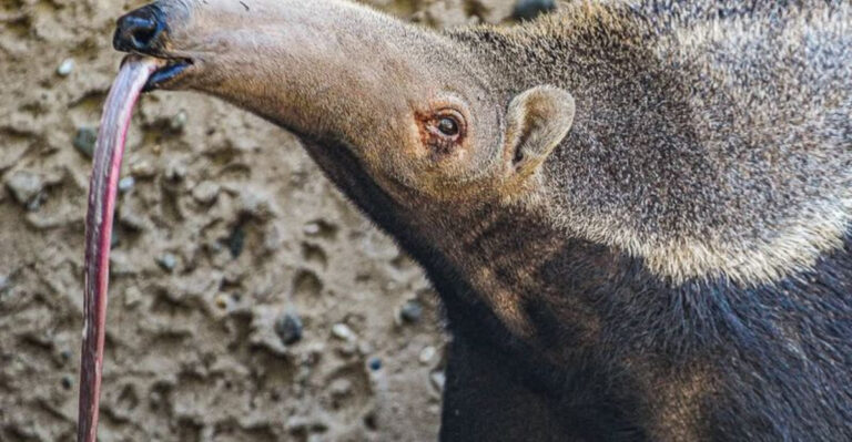 10 Animals That Have Super-Long Tongues (And What They Do With Them)