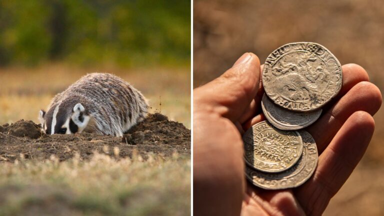10 Animals That Made Archaeological Discoveries