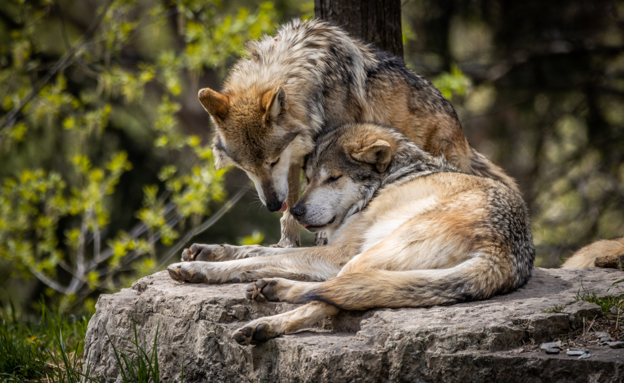 10 Animals With The Strongest And Most Loving Relationships In Nature