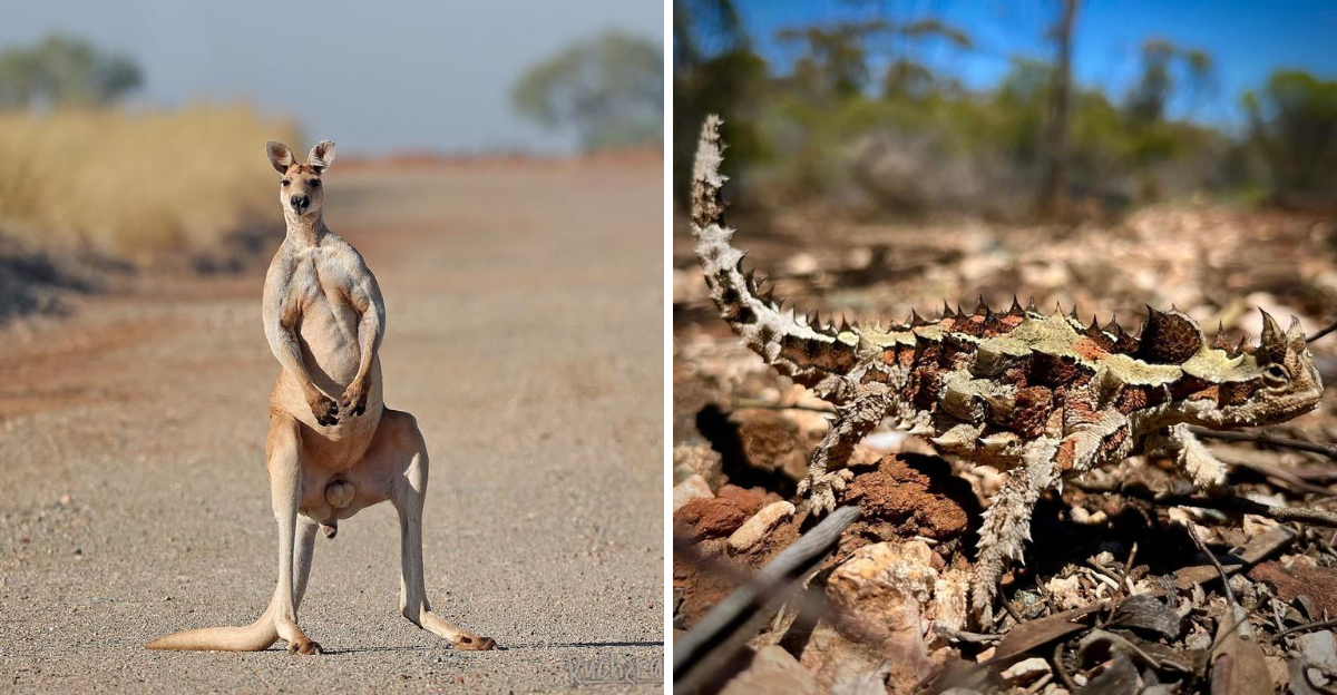 10 Australian Animals That Thrive In Harsh Outback Conditions