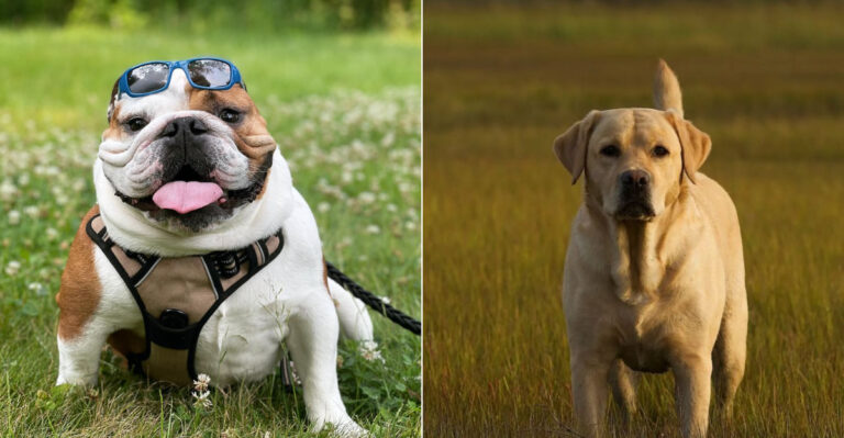 10 Best Dogs For Veterans Most Recommended By Experts