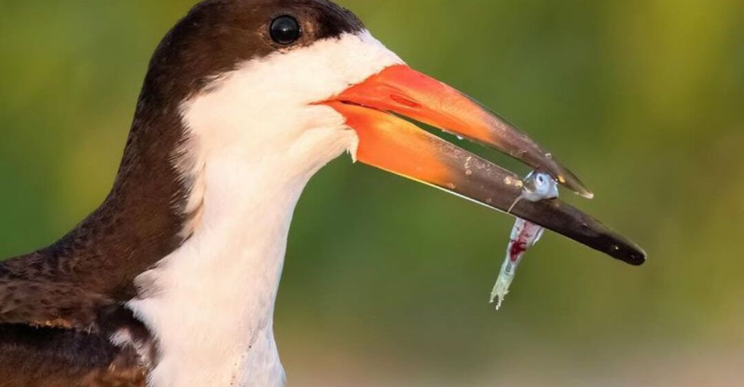 10 Bird Beak Types And How Birds Use Them To Eat