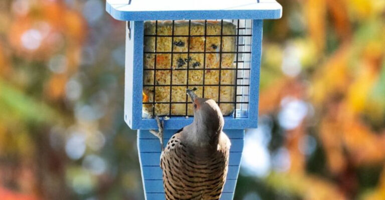 10 Bird Feeding Mistakes That Are Costing You Money (And Attracting Pests)